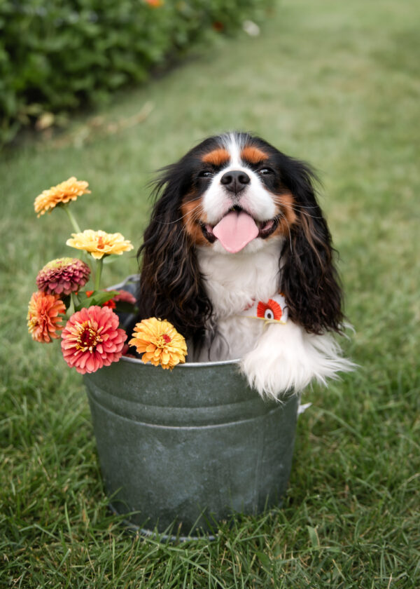 franksville wi you pick flower farm photos-6